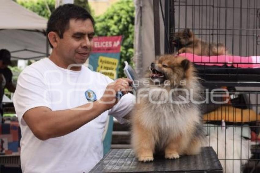 TLAXCALA . EXPO TU MASCOTA