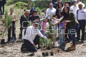 GOBIERNO ESTATAL . REFORESTACIÓN