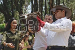 GOBIERNO ESTATAL . REFORESTACIÓN