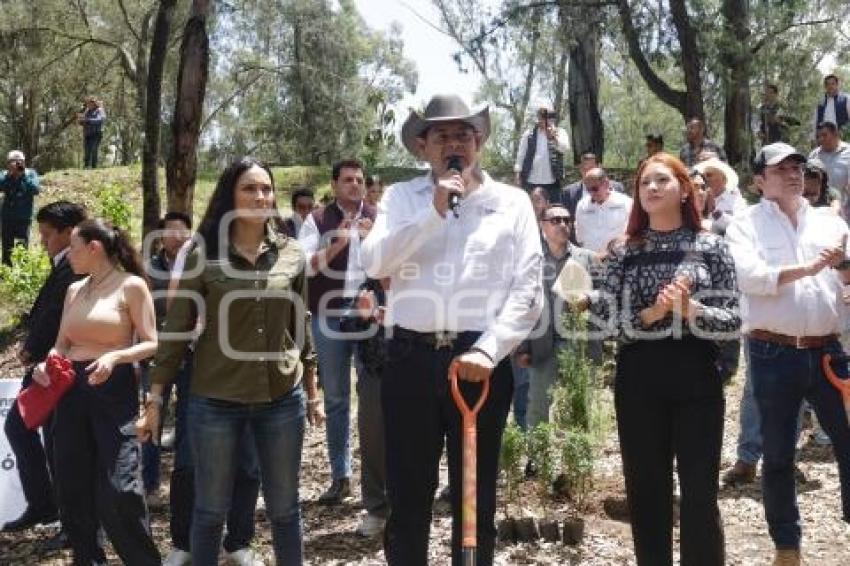 GOBIERNO ESTATAL . REFORESTACIÓN