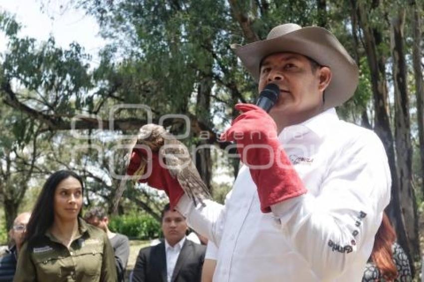 GOBIERNO ESTATAL . REFORESTACIÓN