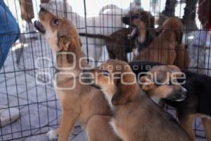 TLAXCALA . CLÍNICA DE BIENESTAR ANIMAL