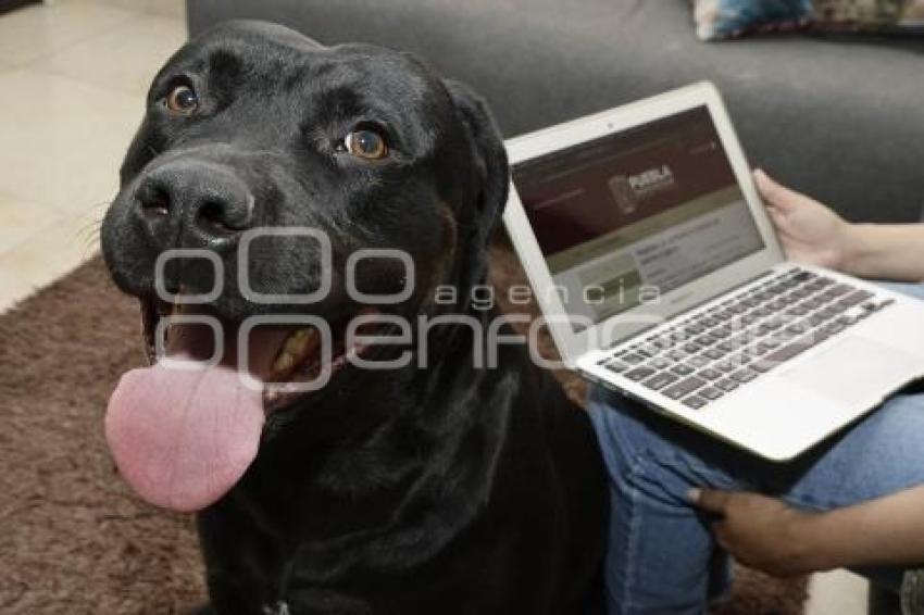 IBA . REGISTRO DE MASCOTAS