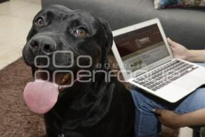 IBA . REGISTRO DE MASCOTAS