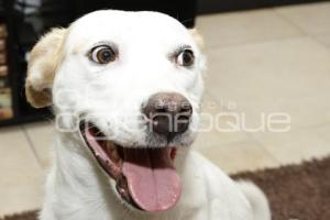 IBA . REGISTRO DE MASCOTAS