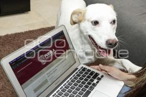 IBA . REGISTRO DE MASCOTAS