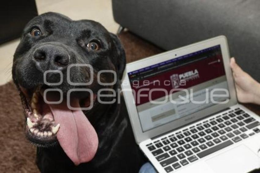 IBA . REGISTRO DE MASCOTAS