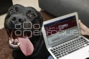 IBA . REGISTRO DE MASCOTAS