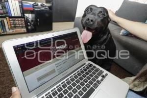 IBA . REGISTRO DE MASCOTAS