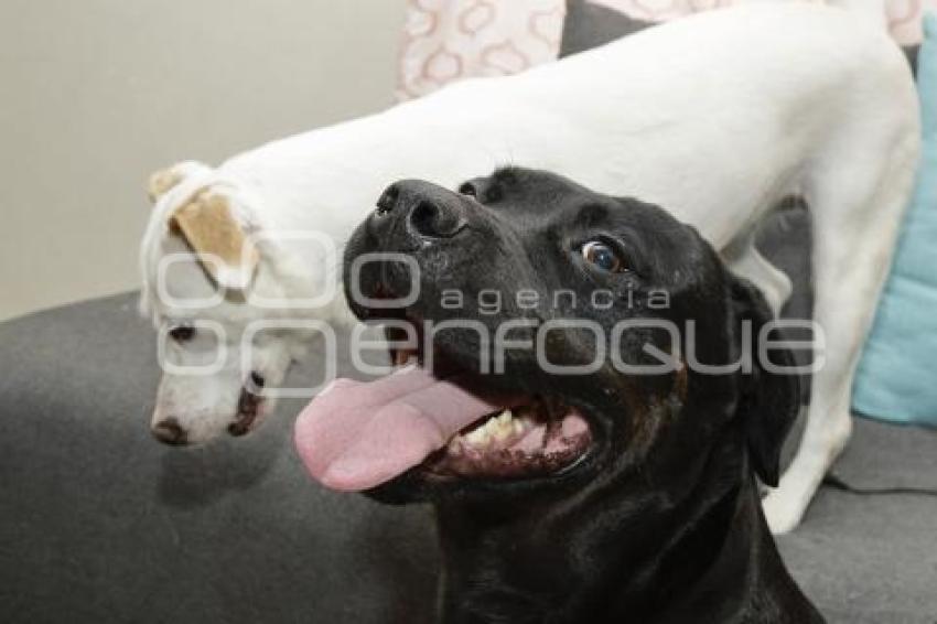 IBA . REGISTRO DE MASCOTAS