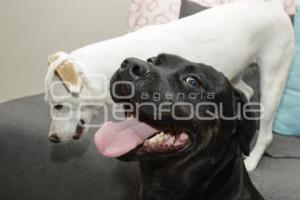 IBA . REGISTRO DE MASCOTAS