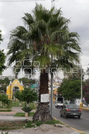 PALMERAS
