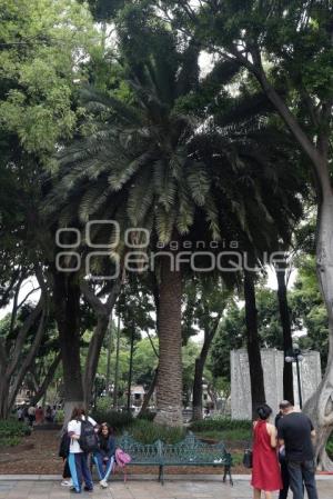 PALMERAS