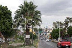 PALMERAS