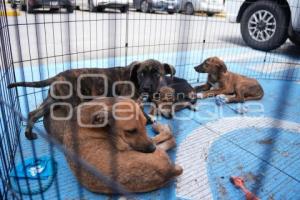 TLAXCALA . MÓDULO ADOPCIÓN CANINA