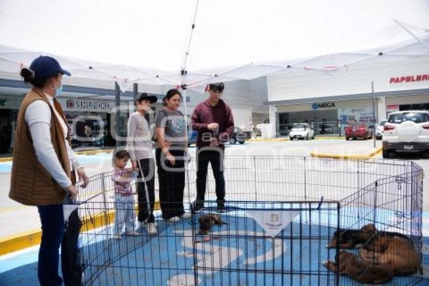 TLAXCALA . MÓDULO ADOPCIÓN CANINA