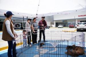TLAXCALA . MÓDULO ADOPCIÓN CANINA