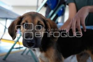 TLAXCALA . MÓDULO ADOPCIÓN CANINA