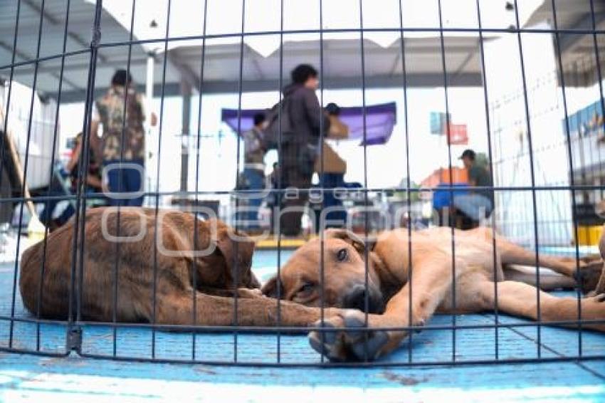 TLAXCALA . MÓDULO ADOPCIÓN CANINA