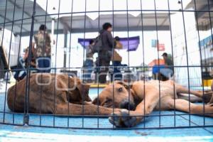 TLAXCALA . MÓDULO ADOPCIÓN CANINA