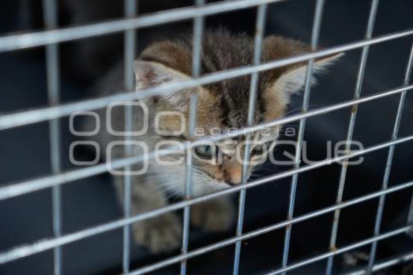 TLAXCALA . MÓDULO ADOPCIÓN CANINA