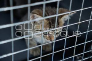 TLAXCALA . MÓDULO ADOPCIÓN CANINA