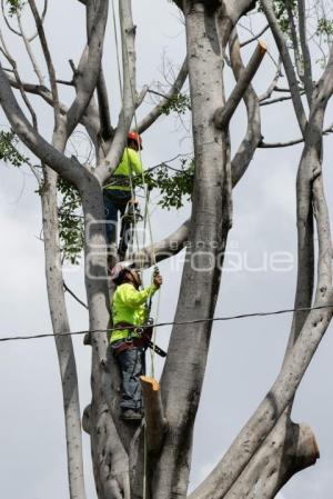 PODA DE ÁRBOL