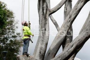 PODA DE ÁRBOL