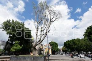 PODA DE ÁRBOL