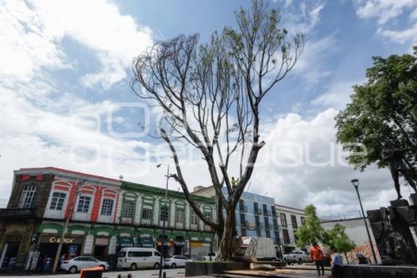 PODA DE ÁRBOL