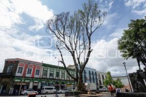 PODA DE ÁRBOL