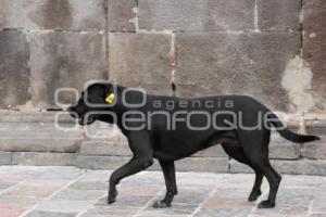 TLAXCALA . CONTROL DE PERROS