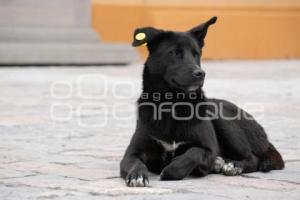 TLAXCALA . CONTROL DE PERROS