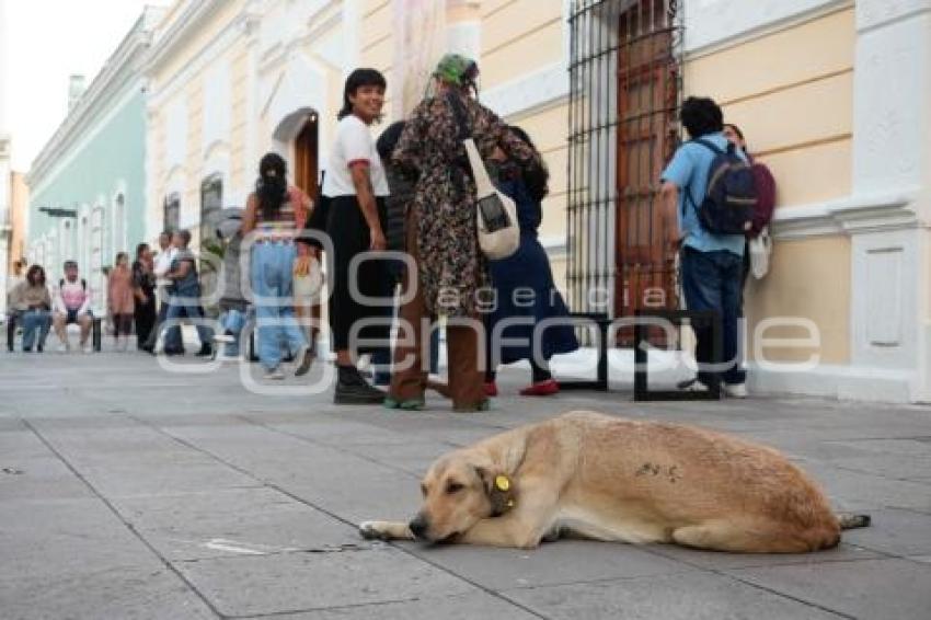 TLAXCALA . CONTROL DE PERROS