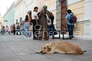 TLAXCALA . CONTROL DE PERROS