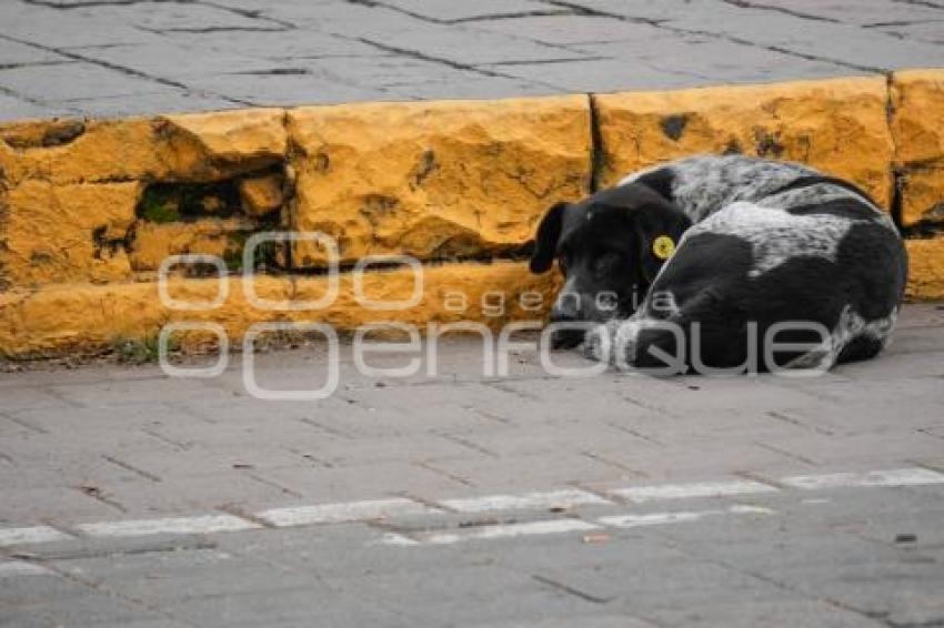TLAXCALA . CONTROL DE PERROS