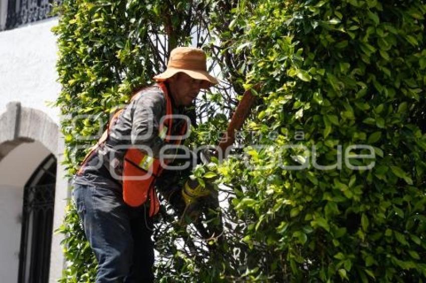 TLAXCALA . PODA DE ÁRBOLES