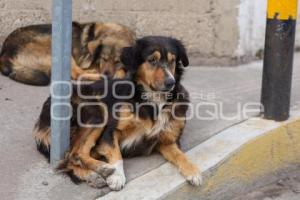 DÍA DEL PERRO CALLEJERO
