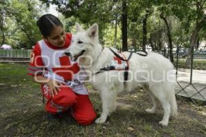 CRUZ ROJA . PERROS RESCATISTAS