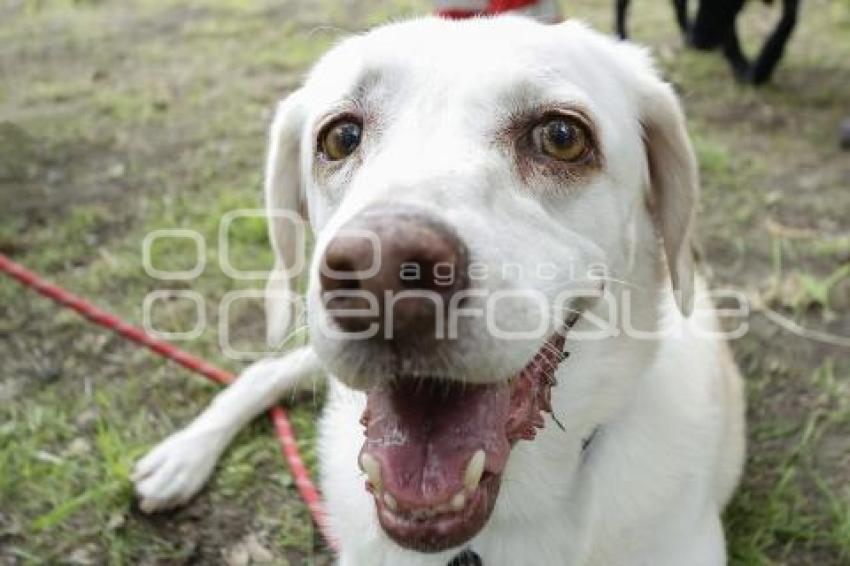 CRUZ ROJA . PERROS RESCATISTAS