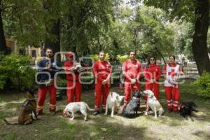 CRUZ ROJA . PERROS RESCATISTAS