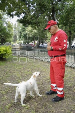 CRUZ ROJA . PERROS RESCATISTAS