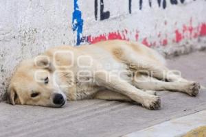 DÍA DEL PERRO CALLEJERO