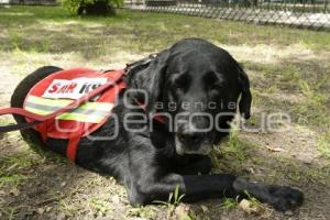 CRUZ ROJA . PERROS RESCATISTAS