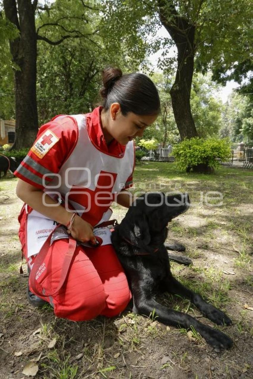 CRUZ ROJA . PERROS RESCATISTAS