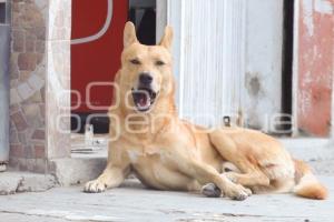 DÍA DEL PERRO CALLEJERO