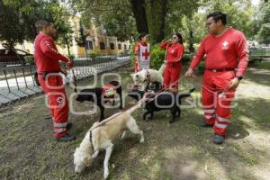 CRUZ ROJA . PERROS RESCATISTAS