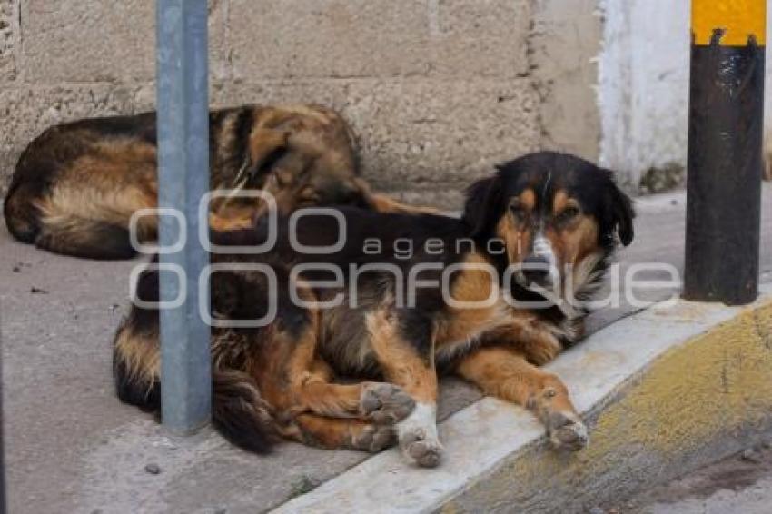 DÍA DEL PERRO CALLEJERO
