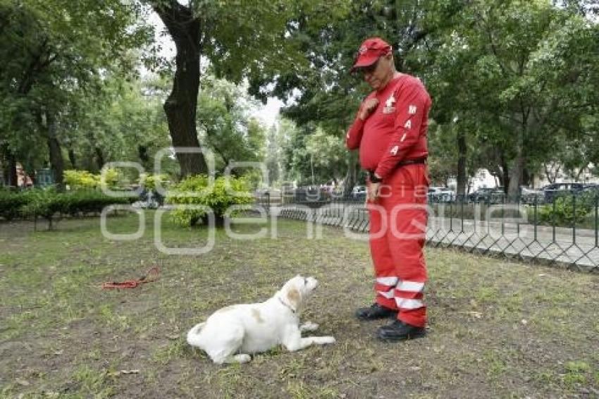 CRUZ ROJA . PERROS RESCATISTAS