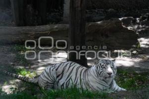 TLAXCALA . DÍA INTERNACIONAL DEL TIGRE